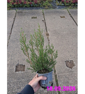 Erica australis P 10,5